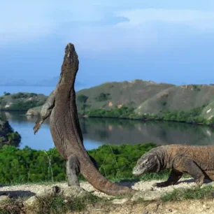 Lombok Komodo Package