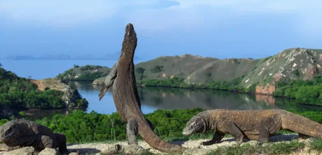 Lombok Komodo Package