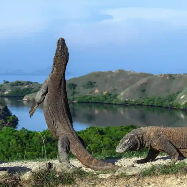 Lombok Komodo Package